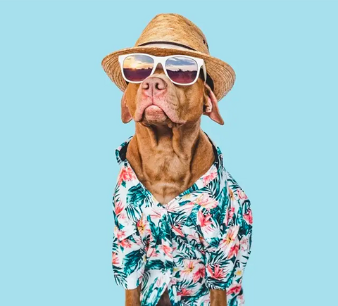 Summer Special