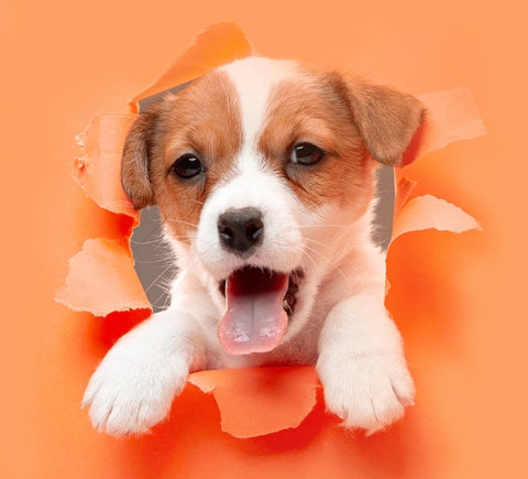 Mealtime Must-Haves Puppy Pack
