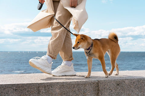 5 Reasons You Need A Daily Dog Routine - ONE WOOF CLUB