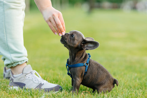 5 Must-Know Training Tips for New Puppy Parents