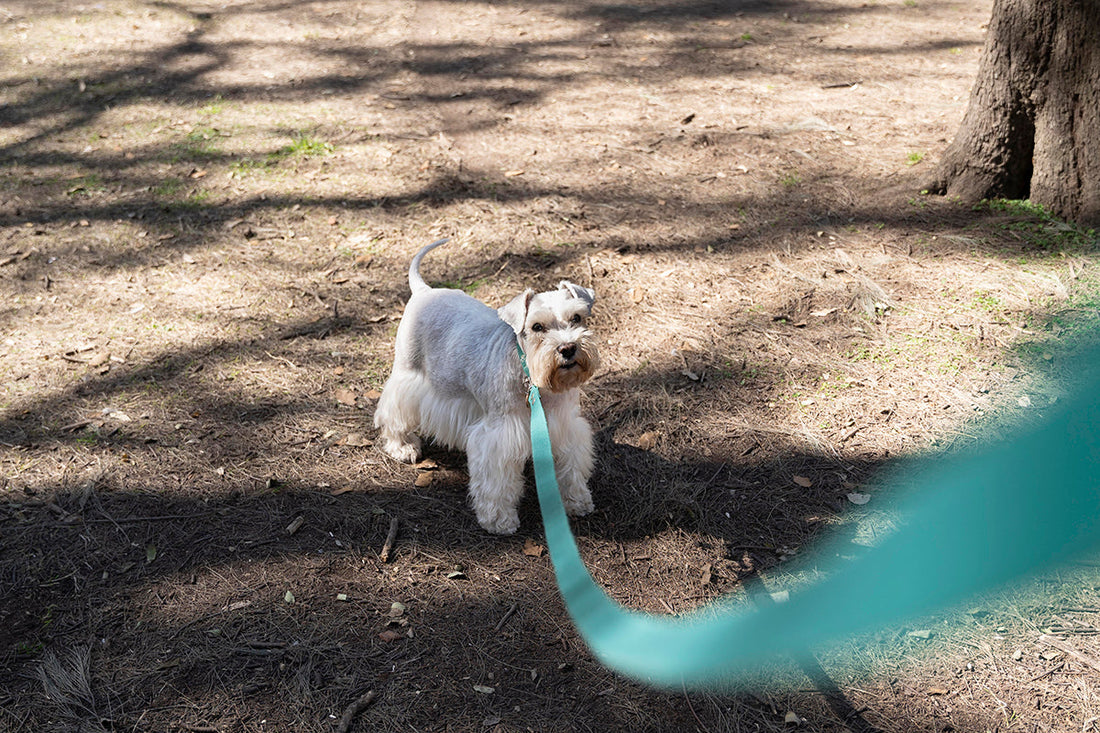 The Agency Effect: Why Choice is the Missing Ingredient in Your Dog’s Life