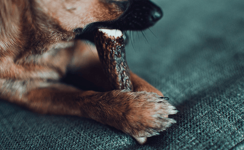 Antlers: All-Natural Dog Chews Benefits and Risks - ONE WOOF CLUB