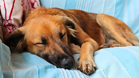 How Long Should Puppies Sleep Each Day? - ONE WOOF CLUB