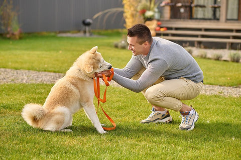 Signs Your Dog Needs a Break from Training - ONE WOOF CLUB