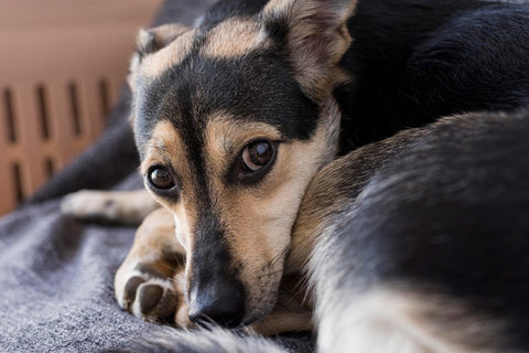Teach Your Dog the "Hear That" Dog Noise Sensitivity Method - ONE WOOF CLUB