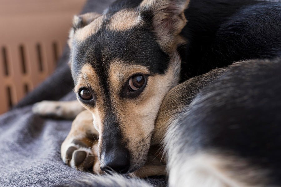 Teach Your Dog the "Hear That" Dog Noise Sensitivity Method - ONE WOOF CLUB