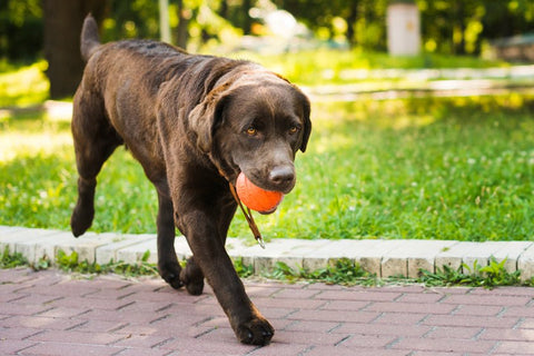 Unveiling Canine Minds: When Do Dogs Reach Mental Maturity? - ONE WOOF CLUB