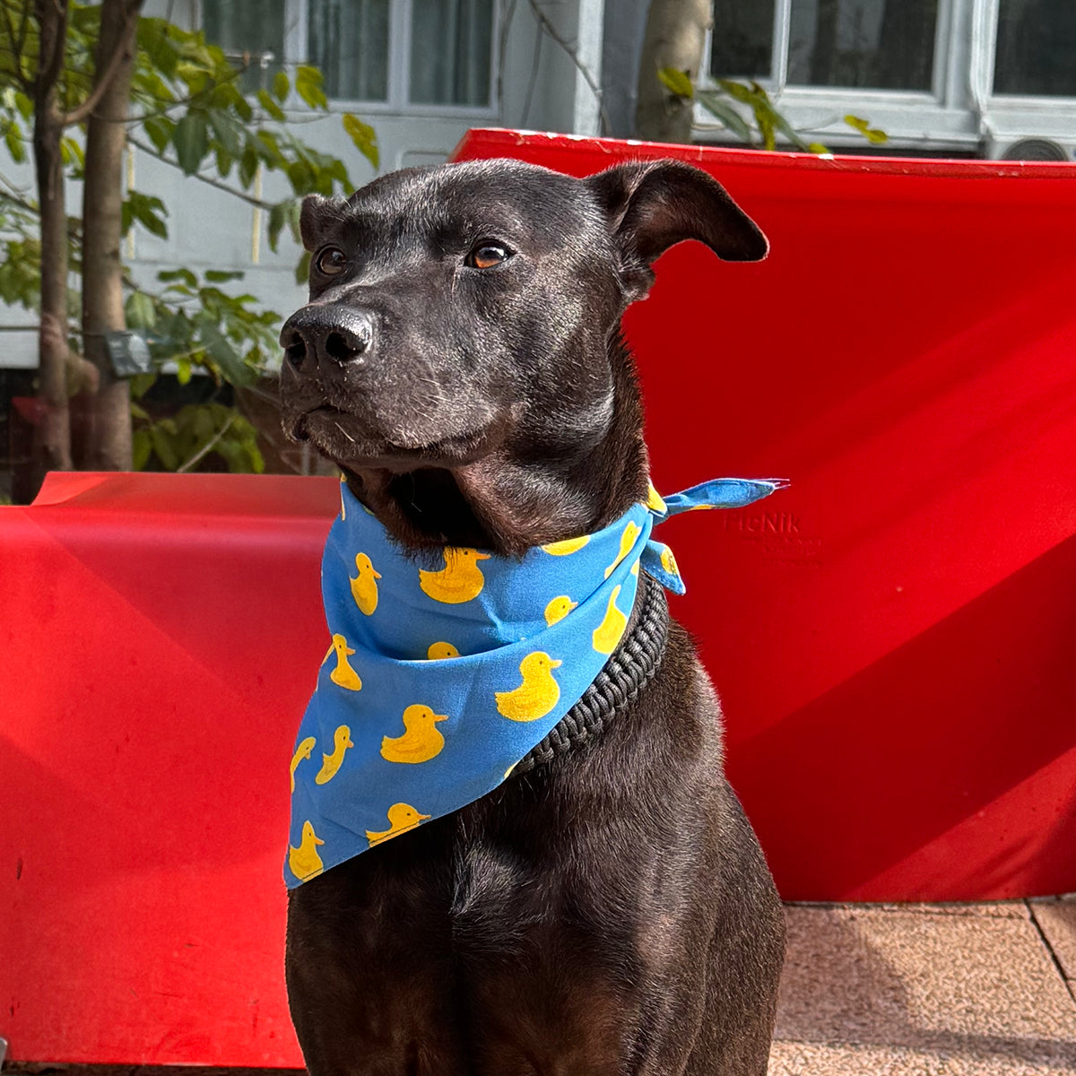 Yellow Ducks Bandana