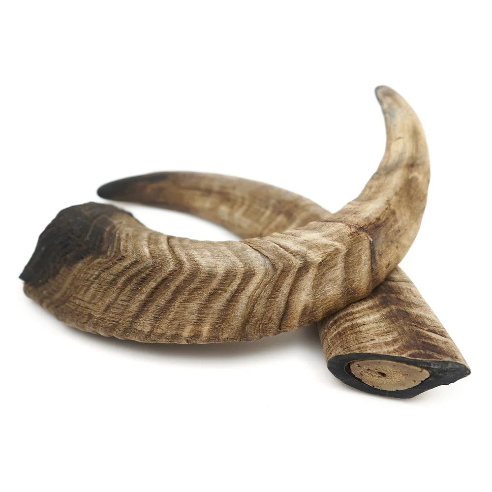Dried Goat Horn 2-3pcs